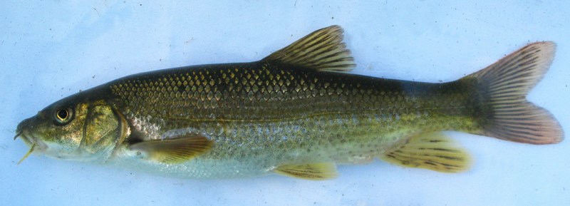 nachytano.cz