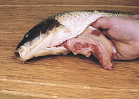 nachytano.cz